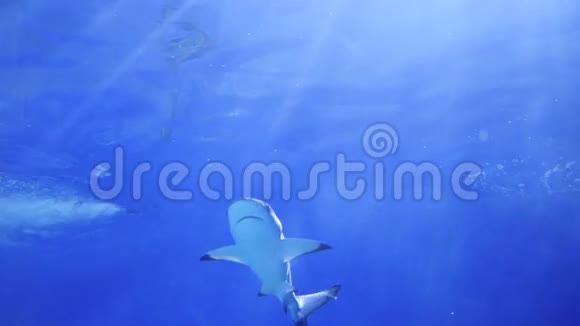 大鲨鱼在珊瑚礁周围游泳潜水面具热带岛屿阳光透过水面视频的预览图