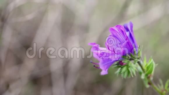 属植物紫毒蛇自然界的一种小野花视频的预览图