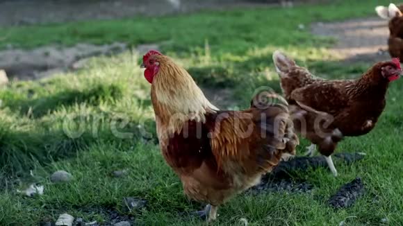 鸡站在鸟场的绿草上养鸡业家禽养殖视频的预览图