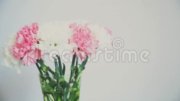 花在白色背景上旋转花组成由石竹组成视频的预览图