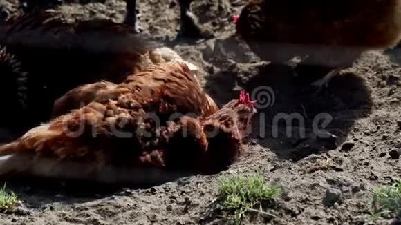 鸡在农场里挖着坐在地上鸟场畜牧场视频的预览图