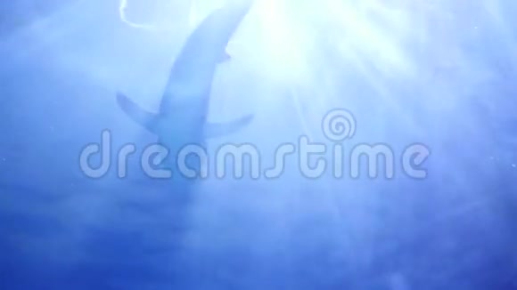 大鲨鱼在珊瑚礁周围游泳潜水面具热带岛屿阳光透过水面视频的预览图