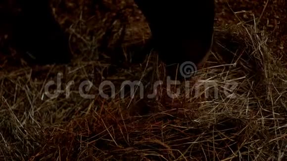 马吃干草躺在地板上的稳定的房子牧场家畜视频的预览图