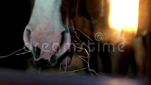 马在马厩里吃干草马的脸稳定的房子农村农业视频的预览图
