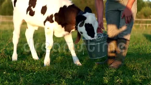 小牛从桶里喝牛奶农夫从桶里喂牛视频的预览图
