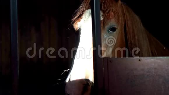 马头马在马厩吃干草农村农业畜牧场视频的预览图