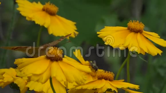 从花滑到花季授粉开花蝴蝶在一朵花上视频的预览图