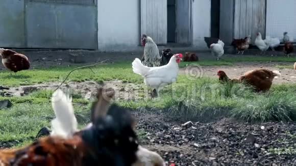 鸡和公鸡在家禽农场的鸟场里散步农村农业视频的预览图
