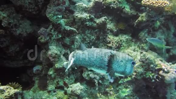 在珊瑚海深蓝的巨大斑点河豚附近视频的预览图