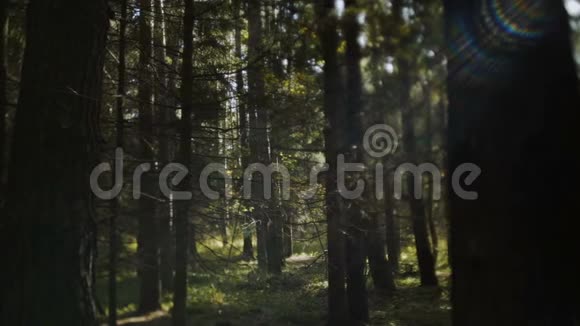 秋天的森林阳光灿烂视频的预览图
