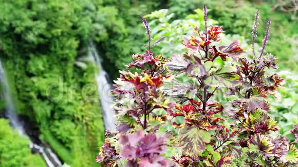 在热带丛林的山瀑布下观赏美丽的粉红色花朵变化的焦点是瀑布慢动作视频的预览图