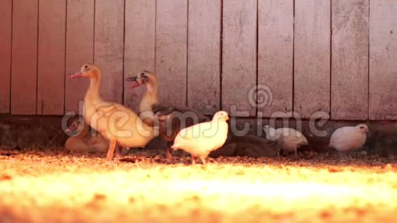 家禽养殖农场谷仓里的鸭子和鹌鹑饲养家禽视频的预览图
