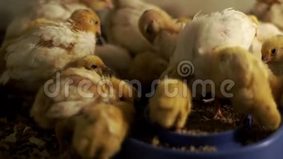 家禽舍内食鸟食物的小鸡鹌鹑视频的预览图