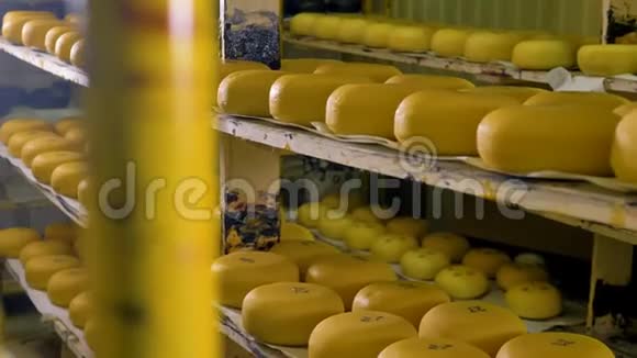 大量的奶酪被储存在奶酪工厂里视频的预览图