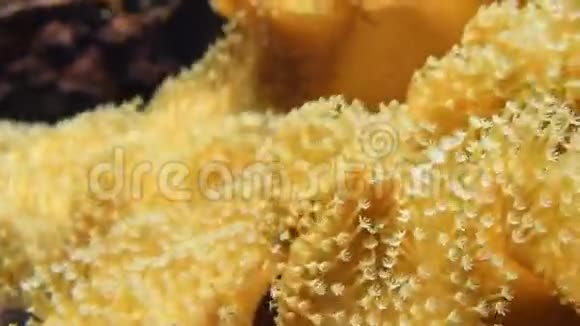 软珊瑚特写视频的预览图