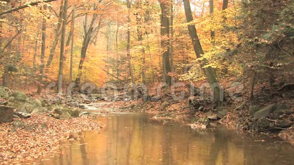 蜿蜒的小溪穿过秋天的树林视频的预览图