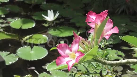 红花对白莲花的衬托在水库中显露出来视频的预览图