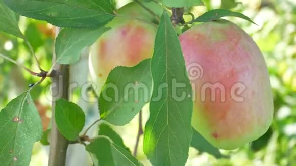烂苹果挂在花园的树枝上视频的预览图