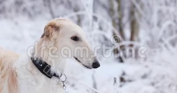 俄罗斯猎狼犬视频的预览图