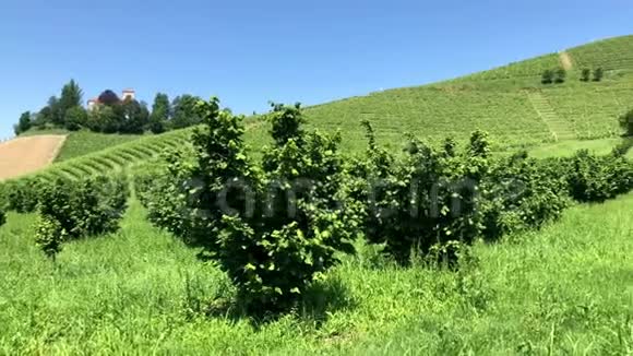 意大利山麓的榛子和葡萄酒种植视频的预览图