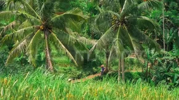 潘在椰子棕榈树和特加拉朗水稻梯田巴厘岛印度尼西亚视频的预览图