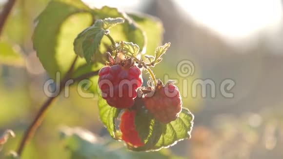 树莓在花园的树枝上大的多汁成熟的覆盆子在树枝上阳光明媚的夏天近距离观看成熟的红色视频的预览图