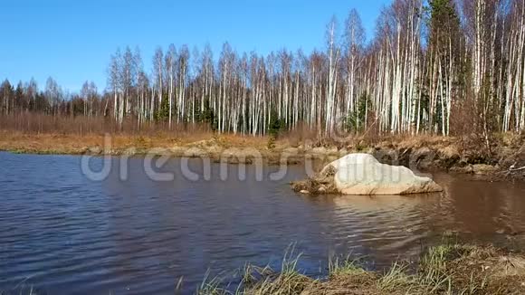 春天的桦树灌丛树木生长在森林池塘附近详情视频的预览图
