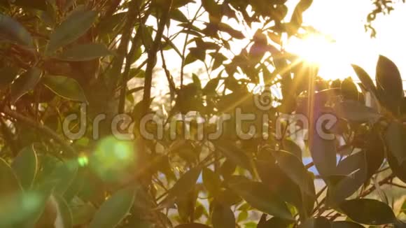 阳光照耀着风树的叶子视频的预览图