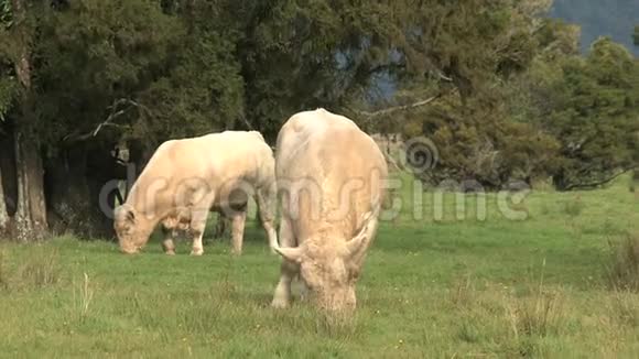 新西兰草地上的奶牛视频的预览图