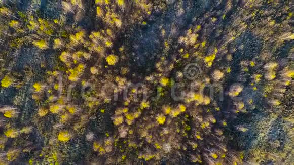 背景黄色野生森林鸟瞰图视频的预览图