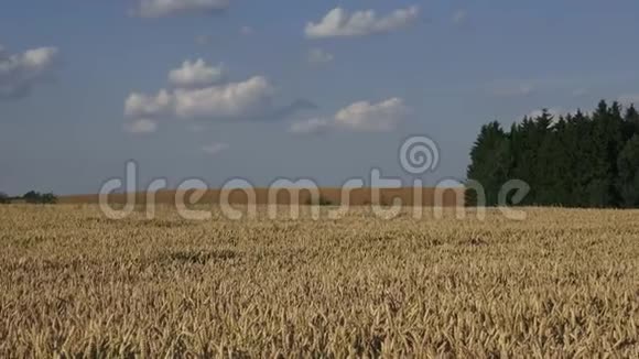 夏天的麦田有森林背景的田野上的小麦视频的预览图