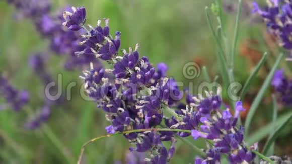 紫色的薰衣草花在田野里美丽的紫罗兰野生薰衣草背景草地接近视频的预览图