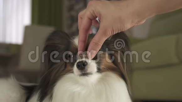 狗狗帕皮龙在客厅里的股票录像里把鼻子对着美味可口的款待团队视频的预览图