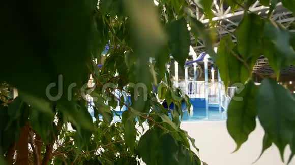 豪华度假游泳池有美丽干净的蓝色水4k度假池中的热带树木视频的预览图