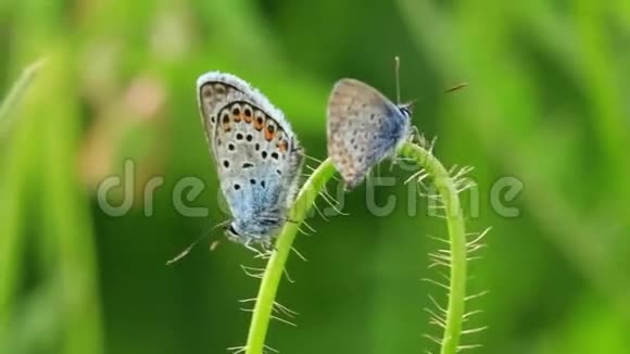 两只翅膀斑斑的蝴蝶坐在随风摇曳的长柔毛茎上视频的预览图