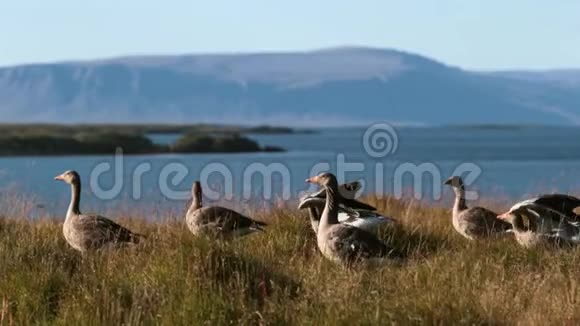 冰岛风景背景上的一群灰雁安德列夫视频的预览图