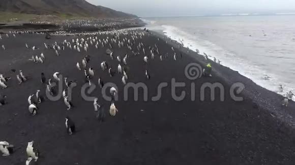 海豹和企鹅沿着南极海滩移动安德列夫视频的预览图