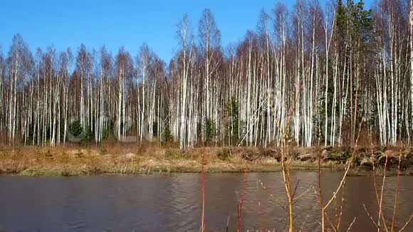 春天的桦树灌丛树木生长在森林池塘附近详情视频的预览图