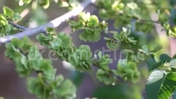 枝上的榆树种子视频的预览图