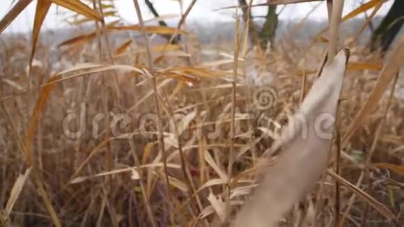 草地上的干草秋天视频的预览图