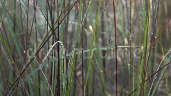 在美丽的晨曦中用蜘蛛网在草地上滴露视频的预览图