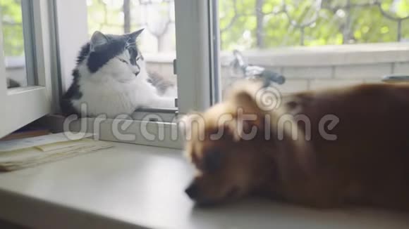 猫和狗家里窗台上的奇瓦瓦狗和毛茸茸的猫视频的预览图