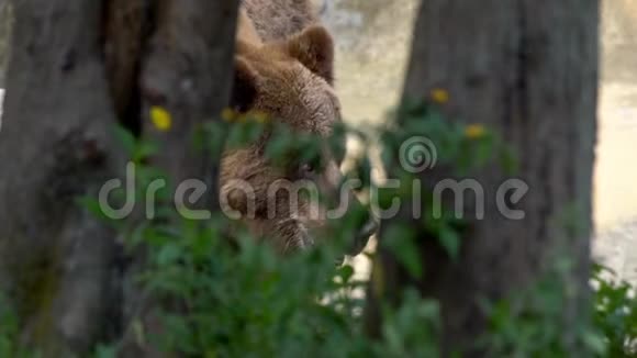 靠近野生棕熊在森林里自由地穿过树木和植物视频的预览图