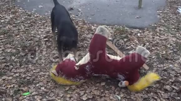 一只流浪狗拿着一个柔软的大玩具在院子里玩耍视频的预览图
