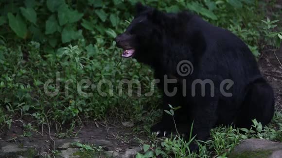 一天炎热的夏天成年福沙黑熊坐在森林的岩石上视频的预览图