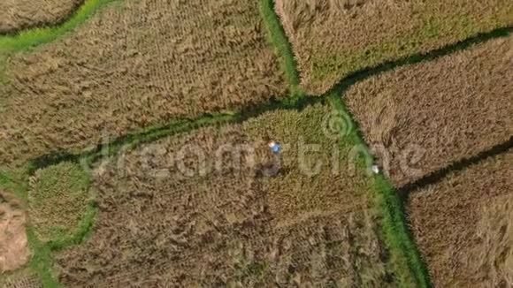 农民在大稻田上采集水稻的鸟瞰图视频的预览图