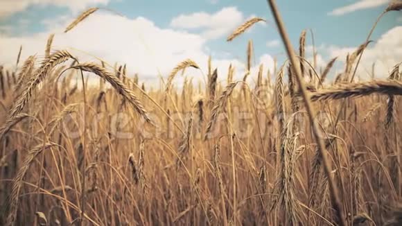 准备收割的金黄色成熟小麦夏天晴天全景视频的预览图