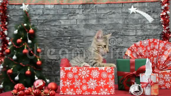 在新年礼物中嬉戏小猫视频的预览图