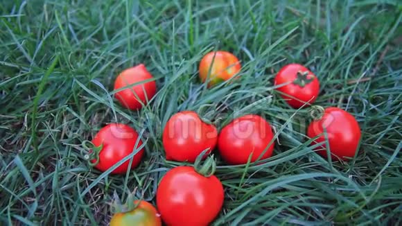 自家花园里种的新鲜红番茄视频的预览图