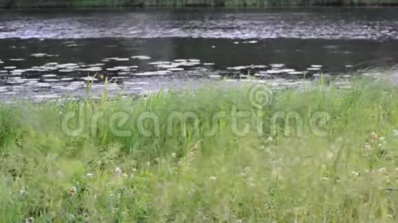 池塘河流或湖泊前的绿篱芦苇和草视频的预览图